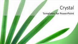  Presentation with palm leaves - Beautiful presentation featuring green palm leaves isolated on white backdrop and a white colored foreground