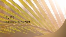  Presentation with palm leaves - Presentation design having green-palm-leaves-on-sunset background and a yellow colored foreground