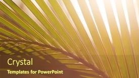  Presentation with palm leaves - Theme enhanced with green-palm-leaves-on-sunset background and a tawny brown colored foreground