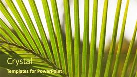  Presentation with palm leaves - PPT theme enhanced with green-palm-leaves-on-sunset background and a tawny brown colored foreground