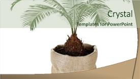  Presentation with palm tree - Presentation design featuring green palm tree in pot isolated on white background and a mint green colored foreground