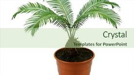  Presentation with palm tree - Presentation design enhanced with green palm tree in pot isolated on white background and a mint green colored foreground