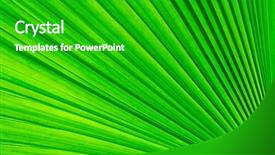  Presentation with palm tree - Amazing PPT layouts having green palm tree leaf for background backdrop and a shamrock green colored foreground