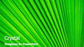  Presentation with palm tree - Presentation consisting of green palm tree leaf for background background and a shamrock green colored foreground