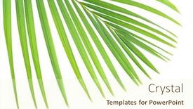  Presentation with palm leaves - Amazing slides having green palm tree leaves backdrop and a cream colored foreground