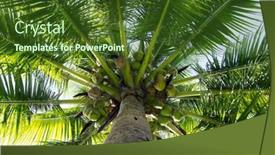  Presentation with palm tree - Presentation featuring green palm tree on blue sky background background and a tawny brown colored foreground