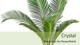  Presentation with date palm - Theme consisting of green palm tree on white background and a yellow colored foreground