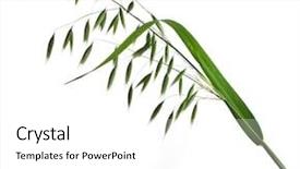  Presentation with oat - Audience pleasing presentation theme consisting of green panicles of oat close backdrop and a white colored foreground