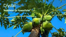  Presentation with growing tree - Theme featuring green papayas growing background and a tawny brown colored foreground