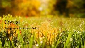  Presentation with close up dumb cane leaves - Audience pleasing slides consisting of green park - close up view of autumn backdrop and a gold colored foreground