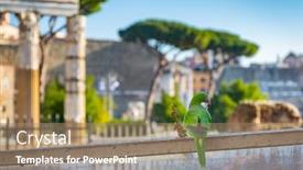  Presentation with forum - PPT theme consisting of green-parrot-at-the-roman background and a coral colored foreground