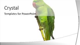  Presentation with parrot - Cool new theme with green parrot isolated over white backdrop and a white colored foreground