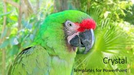  Presentation with military green - Beautiful PPT layouts featuring green parrot south and central backdrop and a yellow colored foreground