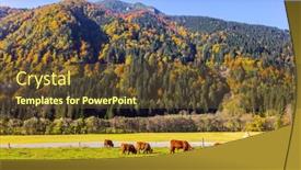  Presentation with green mountains - Slide set with green-pasture-for-grazing-scottish background and a  colored foreground