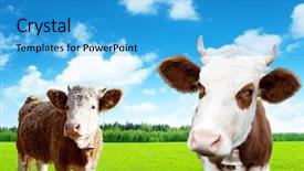  Presentation with spring - Theme consisting of green pastures - cows on field of spring background and a  colored foreground