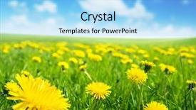  Presentation with spring flowers on textured - Slide set consisting of green pastures - field of spring flowers background and a light blue colored foreground