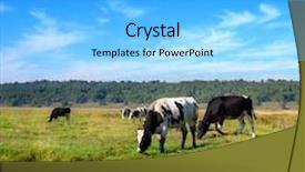  Presentation with grazing - Colorful slides enhanced with green pastures - herd of cows grazing backdrop and a light blue colored foreground