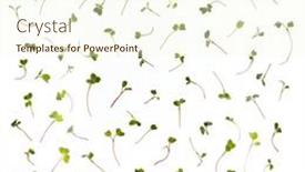  Presentation with microgreen - Audience pleasing presentation design consisting of green-pattern-from-freshly-picked backdrop and a cream colored foreground