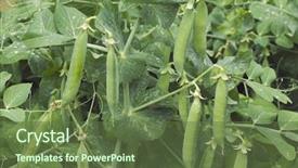  Presentation with green pea plant - Beautiful presentation design featuring green pea beans pod plant backdrop and a  colored foreground