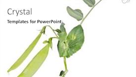  Presentation with stem - PPT layouts with green-pea-stem-isolated background and a white colored foreground