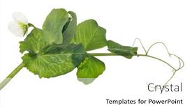  Presentation with stem - 