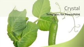  Presentation with stem - 