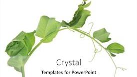  Presentation with stem - 