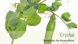  Presentation with stem - Presentation theme featuring green-pea-stem-isolated background and a soft green colored foreground