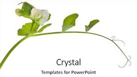  Presentation with green pea plant - Beautiful presentation theme featuring green pea tendril with flower backdrop and a white colored foreground