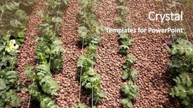  Presentation with genetic - Theme featuring green pease - genetic experiment - growing experimental background and a  colored foreground