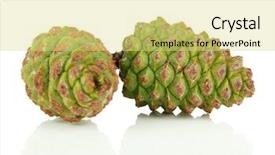  Presentation with pink and green - Amazing slides having green pine cones isolated backdrop and a yellow colored foreground