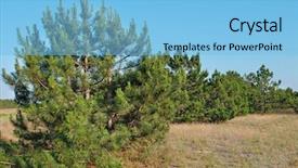  Presentation with pine trees - Theme consisting of green pine trees landscape background and a light blue colored foreground