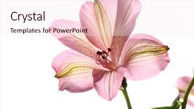  Presentation with flower - Slides having green pink - alstroemeria flower isolated on white background and a sky blue colored foreground