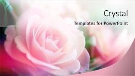  Presentation with pink green - Colorful presentation theme enhanced with green pink - beautiful flowers made with color backdrop and a pink colored foreground