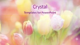  Presentation with color pink - Colorful presentation theme enhanced with green pink - beautiful tulips made with color backdrop and a lemonade colored foreground
