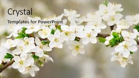  Presentation with cherry blossom - Cool new theme with green pink - cherry blossom flowers closeup backdrop and a  colored foreground