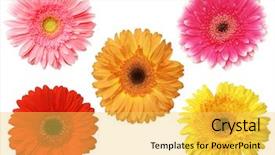  Presentation with daisy - Theme with green pink - five gebera african daisy isolated background and a yellow colored foreground