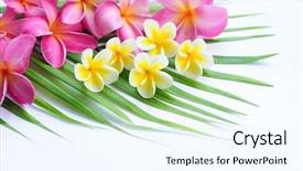  Presentation with palm - Colorful presentation theme enhanced with green pink - frangipani on palm leaf backdrop and a cool aqua colored foreground
