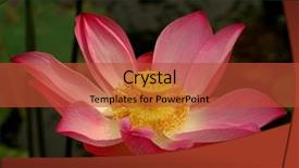  Presentation with cherry blossoms in full bloom - PPT theme having green pink - lotus in full bloom background and a red colored foreground