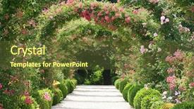  Presentation with pink roses - Theme enhanced with green pink - roses in the garden background and a tawny brown colored foreground