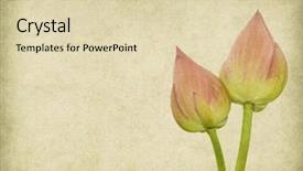  Presentation with bamboo paper - Beautiful presentation theme featuring lotus and bamboo on old antique vintage paper background backdrop and a lemonade colored foreground