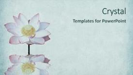  Presentation with bamboo paper - Colorful slides enhanced with lotus and bamboo on old backdrop and a sky blue colored foreground