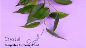  Presentation with green - Slide deck consisting of green-pipal-twig-with-inscription background and a lavender colored foreground