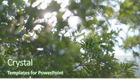  Presentation with flare - Theme enhanced with green plant and sun flare background and a  colored foreground