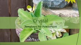  Presentation with green botanical - PPT theme featuring green-plant-in-a-botanical background and a seafoam green colored foreground