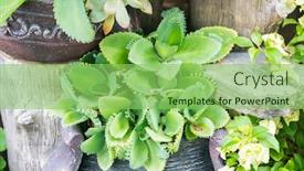  Presentation with green botanical - PPT theme with green-plant-in-a-botanical background and a seafoam green colored foreground