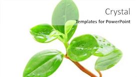  Presentation with white green - Presentation design enhanced with green-plant-isolated-on-white background and a white colored foreground