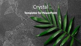  Presentation with dark green - Presentation design featuring green-plant-leaf-on-dark background and a dark gray colored foreground