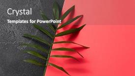  Presentation with pink business - Presentation theme featuring green-plant-leaf-on-dark background and a dark gray colored foreground