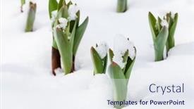 Presentation with sprouting plant - Theme featuring green-plant-sprouting-through background and a sky blue colored foreground